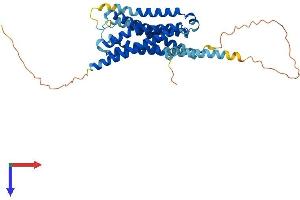 5HT1D Protein (AA 1-377) (His tag)