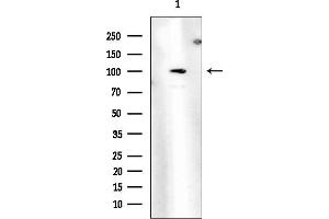 Western blot analysis of lysates from K562 cells(heat-shock treatment), using EPHA2 Mouse Monoclonal Antibody at 1/1000 dilution.