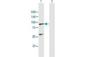 Western Blot analysis of C1R expression in transfected 293T cell line by C1R MaxPab polyclonal antibody. (C1R Antikörper  (AA 1-705))