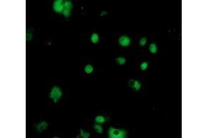 Immunofluorescence (IF) image for anti-Nudix (Nucleoside Diphosphate Linked Moiety X)-Type Motif 18 (NUDT18) antibody (ABIN1499858) (NUDT18 Antikörper)