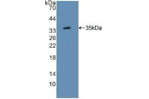 Western blot analysis of recombinant Mouse ATF1. (AFT1 Antikörper  (AA 3-245))