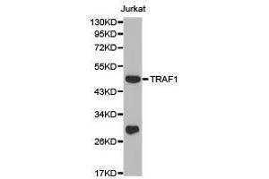 Western Blotting (WB) image for anti-TNF Receptor-Associated Factor 1 (TRAF1) antibody (ABIN1875190) (TRAF1 Antikörper)
