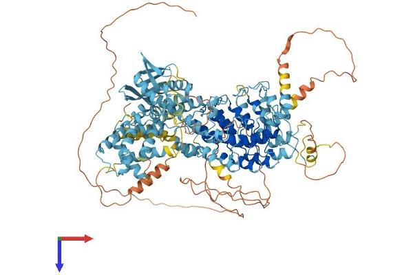 ANKRD27 Protein (AA 1-1050) (His tag)