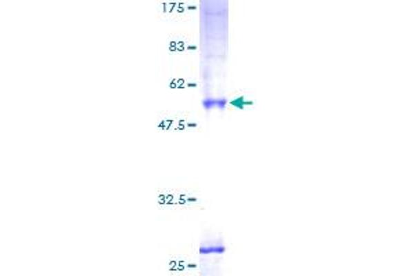 PPAP2C Protein (AA 1-288) (GST tag)