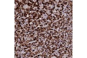 Immunohistochemical staining of human adrenal gland with GLRA4 polyclonal antibody  shows strong cytoplasmic positivity in glandular cells at 1:50-1:200 dilution. (GLRA4 Antikörper)