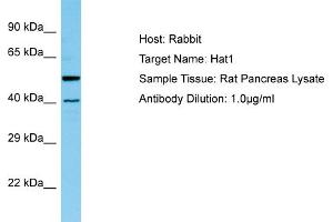 WB Suggested Anti-Hat1 Antibody   Titration: 1. (HAT1 Antikörper  (N-Term))