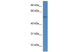 Western Blot showing CYP51A1 antibody used at a concentration of 1-2 ug/ml to detect its target protein.