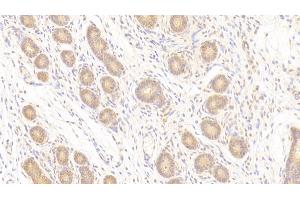 PTPRM antibody  (AA 1197-1403)