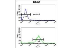 OBEC3F Antibody (N-term) 9176a flow cytometry analysis of K562 cells (bottom histogram) compared to a negative control cell (top histogram). (APOBEC3F Antikörper  (N-Term))