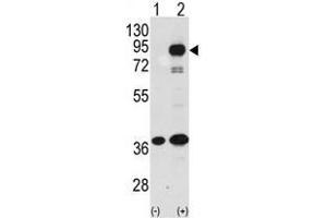 Image no. 1 for anti-Prospero Homeobox 1 (PROX1) (C-Term) antibody (ABIN357417) (PROX1 Antikörper  (C-Term))