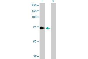 Western Blot analysis of ZNF23 expression in transfected 293T cell line by ZNF23 MaxPab polyclonal antibody. (ZNF23 Antikörper  (AA 1-643))