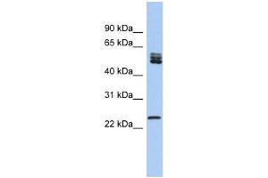 SFRS7 antibody used at 1 ug/ml to detect target protein. (SFRS7 Antikörper  (N-Term))