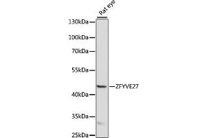 Western blot analysis of extracts of rat eye, using ZFYVE27 antibody (ABIN7271557) at 1000 dilution. (ZFYVE27 Antikörper  (AA 217-411))