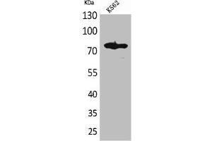 Western Blot analysis of K562 cells using FOXP1 Polyclonal Antibody (FOXP1 Antikörper  (C-Term))