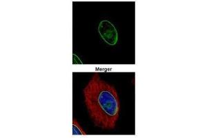 Immunofluorescence (IF) image for anti-Lamin A/C (LMNA) antibody (ABIN2854943)