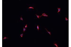 Immunofluorescence (fixed cells) (IF/ICC) image for anti-Glutathione Peroxidase 4 (GPX4) (C-Term) antibody (ABIN6262069)