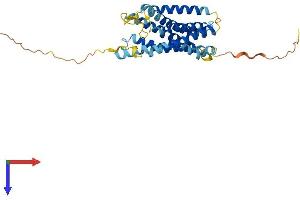 CCRL2 Protein (AA 1-344) (His tag)