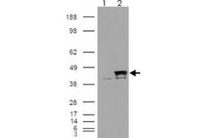 293 overexpressing PPID and probed with PPID polyclonal antibody  (mock transfection in first lane), tested by Origene. (PPID Antikörper)