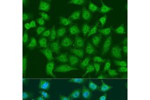 Immunofluorescence analysis of U2OS cells using EGLN3 Polyclonal Antibody at dilution of 1:100. (EGLN3 Antikörper)