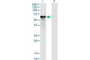 Western Blot analysis of SF1 expression in transfected 293T cell line by SF1 monoclonal antibody (M01A), clone 2E12. (Splicing Factor 1 Antikörper  (AA 1-110))