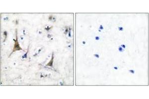 Immunohistochemistry analysis of paraffin-embedded human brain tissue, using PGP9. (UCHL1 Antikörper  (AA 171-220))