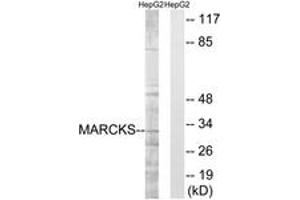 Western blot analysis of extracts from HepG2 cells, treated with LPS 100ng/ml 30', using MARCKS (Ab-163) Antibody. (MARCKS Antikörper  (AA 136-185))