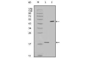 Western blot analysis using survivin mouse mAb against full-length survivin recombinant protein (1) and full-length survivin-GFP transfected Cos7 cell lysate (2). (Survivin Antikörper)