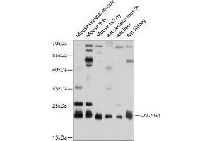 Western blot analysis of extracts of various cell lines, using C antibody (ABIN6130025, ABIN6137823, ABIN6137824 and ABIN6214115) at 1:1000 dilution. (CACNG1 Antikörper  (AA 30-110))