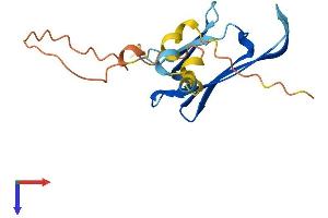 HSPB3 Protein (AA 1-154) (His tag)