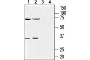 Western blot analysis of human NK-92MI natural killer cell (lanes 1 and 3) (1:500) and human acute monocytic leukemia THP-1 cell (lanes 2 and 4) (1:200) lysates: - 1, 2. (GPR55 Antikörper  (Extracellular))
