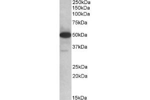ABIN768549 (0. (TXNDC5 Antikörper  (AA 281-295))