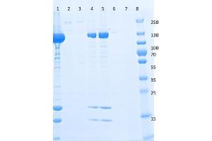 SDS-PAGE of Anti-DYKDDDDK affinity gel using DYKDDDDK control peptide. (DYKDDDDK Tag peptide (DYKDDDDK Tag))