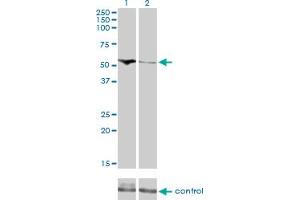 Western Blotting (WB) image for anti-Cytidine and DCMP Deaminase Domain Containing 1 (CDADC1) (AA 423-514) antibody (ABIN566468)