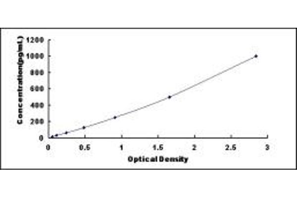 FGF12 ELISA Kit