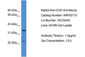 WB Suggested Anti-COX18  Antibody Titration: 0. (COX18 Antikörper  (Middle Region))