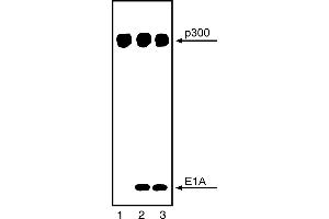 Western Blotting (WB) image for anti-E1A Binding Protein P300 (EP300) antibody (ABIN967440) (p300 Antikörper)