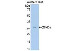 Western Blotting (WB) image for anti-Brain-Derived Neurotrophic Factor (BDNF) (AA 20-252) antibody (ABIN3209745) (BDNF Antikörper  (AA 20-252))
