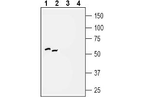 Western blot analysis of rat (lanes 1 and 3) and mouse (lanes 2 and 4) brain membranes:  - 1, 2. (P2Y2 Receptor Antikörper  (3rd Intracellular Loop))