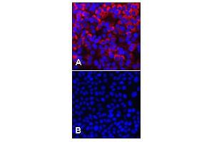 Immunofluorescent detection of HCV NS3. (HCV NS3 Antikörper)