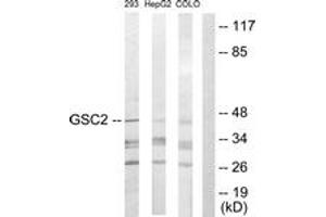 Western blot analysis of extracts from 293/HepG2/COLO205 cells, using GSC2 Antibody.