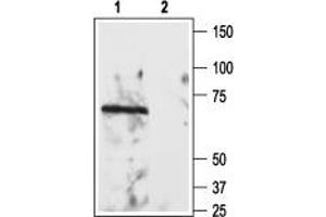 Western blot analysis of rat brain lysate: - 1. (RTN4R Antikörper  (Extracellular))