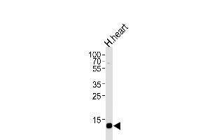 Western Blotting (WB) image for anti-Fatty Acid Binding Protein 3, Muscle and Heart (FABP3) (AA 1-30), (N-Term) antibody (ABIN390431)