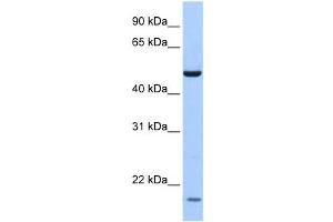 Western Blotting (WB) image for anti-Zinc Finger Protein 764 (ZNF764) antibody (ABIN2458207) (ZNF764 Antikörper)
