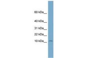 Image no. 1 for anti-NOP10 Ribonucleoprotein Homolog (Nop10) (N-Term) antibody (ABIN6744156) (Nop10 Antikörper  (N-Term))