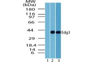 Image no. 2 for anti-Sphingosine-1-Phosphate Receptor 3 (S1PR3) (AA 300-350) antibody (ABIN960336) (S1PR3 Antikörper  (AA 300-350))