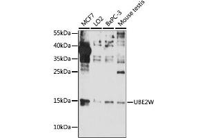 Western blot analysis of extracts of various cell lines, using UBE2W antibody (ABIN7271182) at 1:1000 dilution.