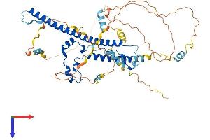 WASF3 Protein (AA 1-502) (His tag)
