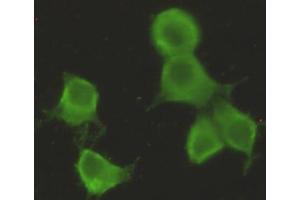 Immunocytochemistry stain of Hela using CHRDL1 mouse mAb (1:300). (CHRDL1 Antikörper)