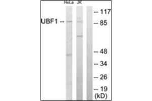Western blot analysis of extracts from HeLa/Jurkat cells, using UBF1 Antibody . (UBTF Antikörper  (Internal Region))
