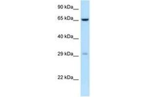 Image no. 1 for anti-Osteoclast Associated Receptor (OSCAR) (C-Term) antibody (ABIN6748009) (OSCAR Antikörper  (C-Term))